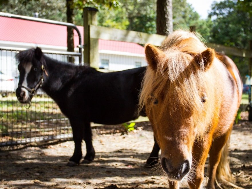 Holly Ridge Farm Equestrian Center