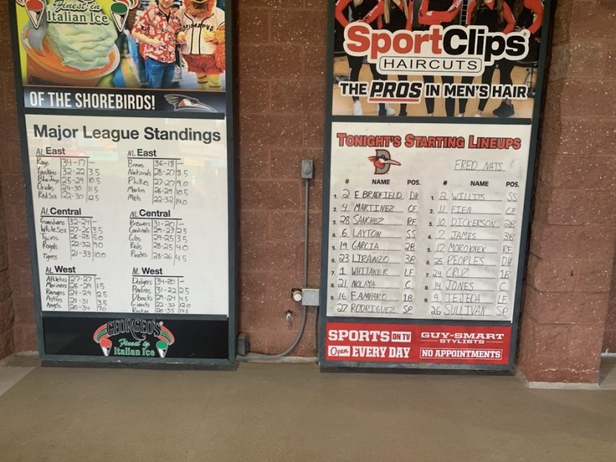 Delmarva Shorebirds