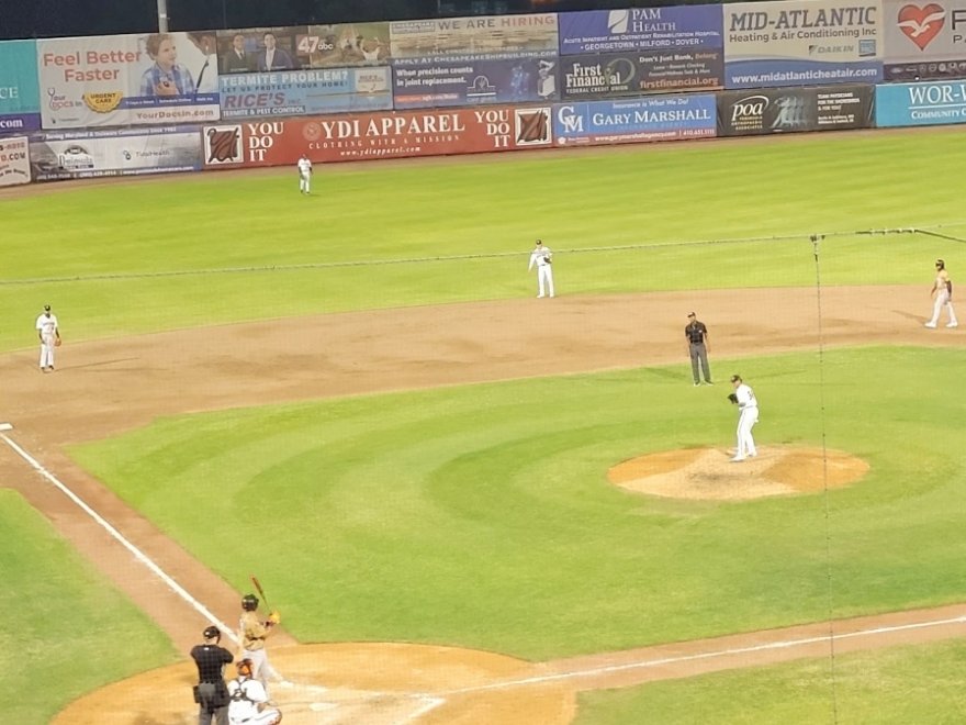 Delmarva Shorebirds