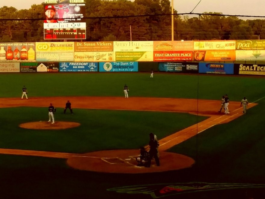 Delmarva Shorebirds