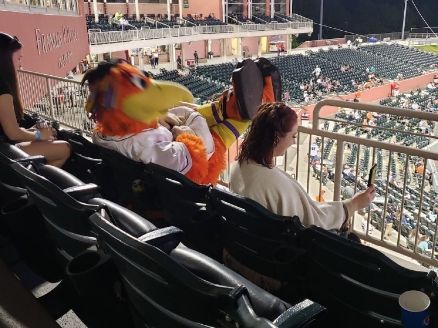 Delmarva Shorebirds