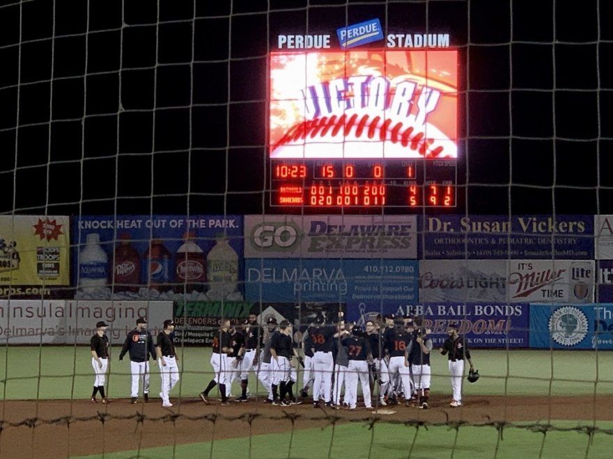 Delmarva Shorebirds