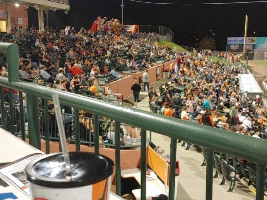 Delmarva Shorebirds