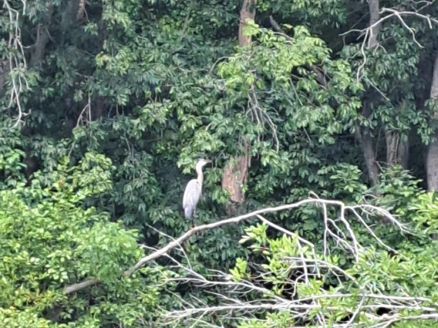 Pocomoke River Canoe Company