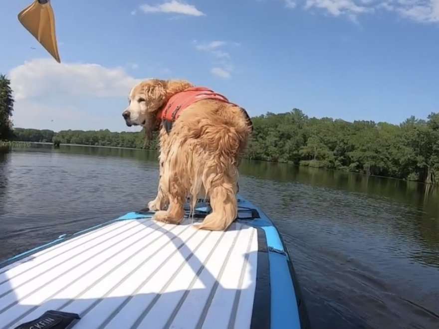 Pocomoke River Canoe Company