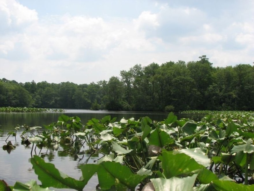 Pocomoke River Canoe Company