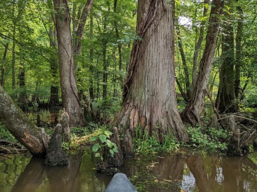 Pocomoke River Canoe Company
