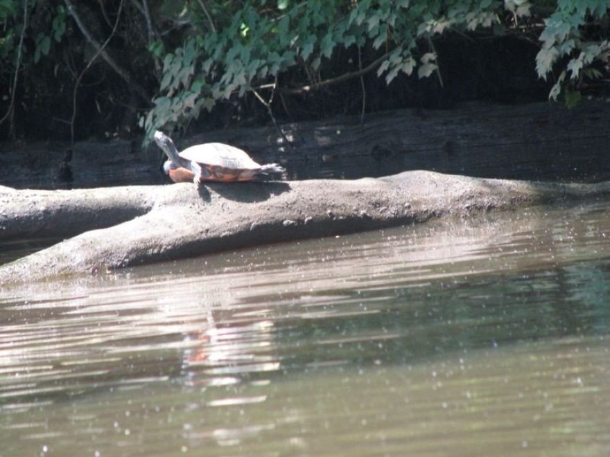 Pocomoke River Canoe Company