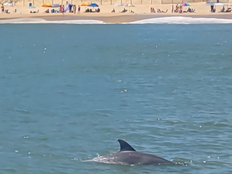 Sea Rocket Water Adventures- Ocean City (Downtown)