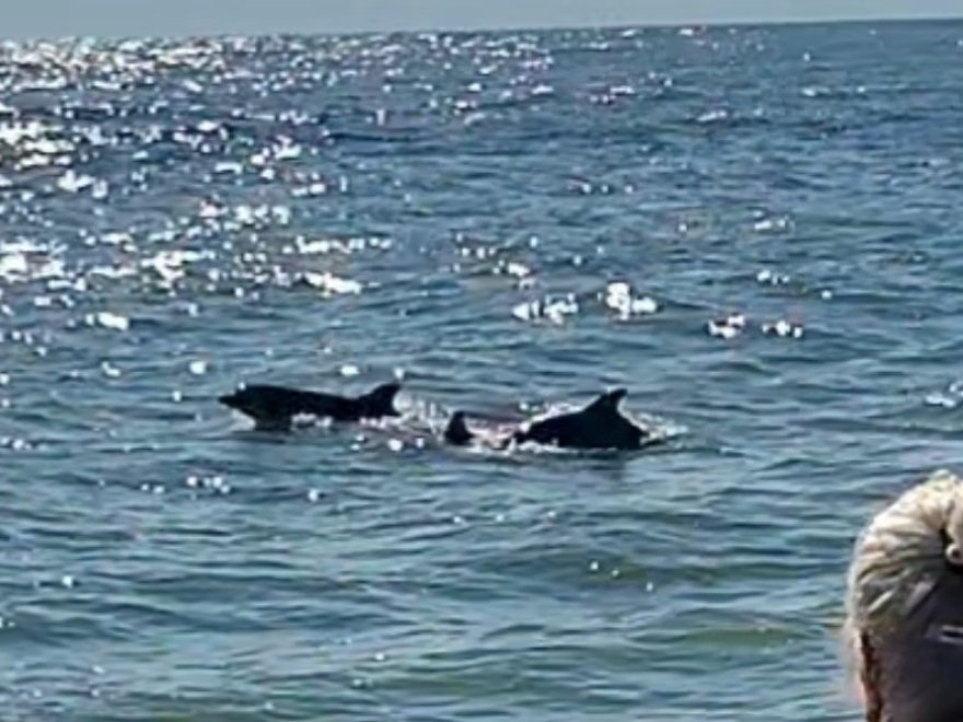 Sea Rocket Water Adventures- Ocean City (Downtown)