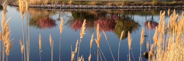 northside-park-ocean-city-spring-pond-grass.jpg